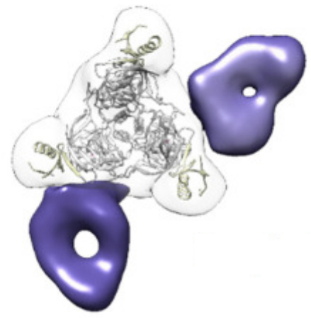 Prominent Neutralizing Antibody Response Targeting the Ebolavirus Glycoprotein Subunit Interface Elicited by Immunization