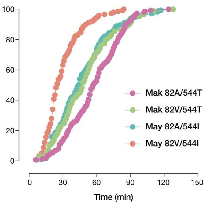 A Glycoprotein Mutation That Emerged during the 2013-2016 Ebola Virus Epidemic Alters Proteolysis and Accelerates Membrane Fusion
