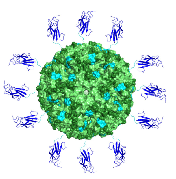 A Powassan virus domain III nanoparticle immunogen elicits neutralizing and protective antibodies in mice