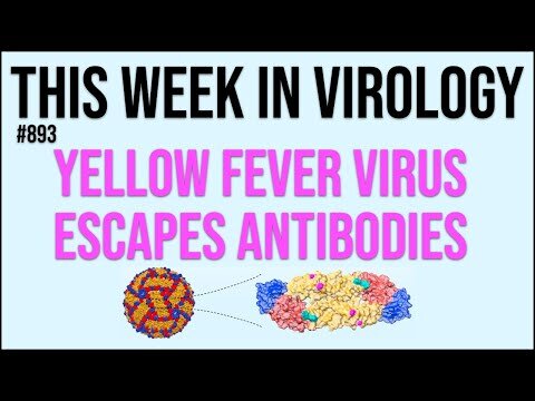 TWiV 893: Yellow fever virus escapes antibodies