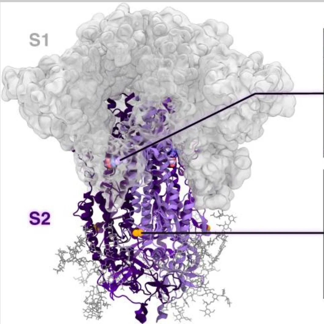 Simulation-driven design of stabilized SARS-CoV-2 spike S2 immunogens