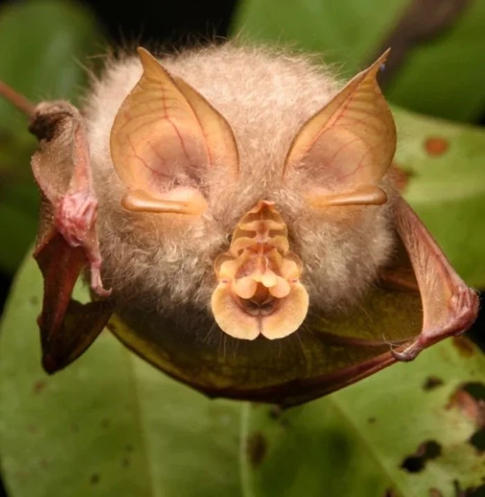 Distinct pathways for evolution of enhanced receptor binding and cell entry in SARS-like bat coronaviruses