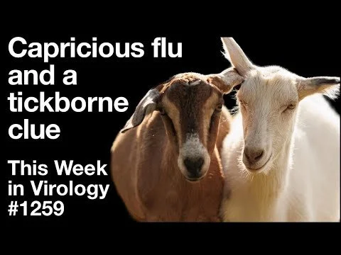TWiV 1259: Capricious flu and a tickborne clue