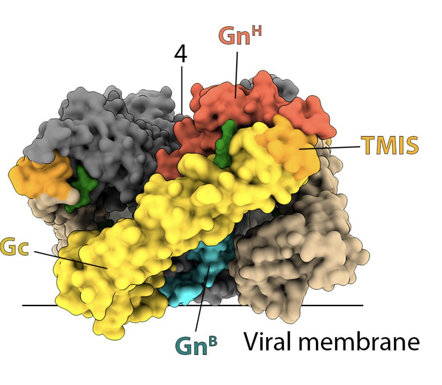 Cross-binding antibodies capable of neutralising diverse hantaviruses are produced in response to Puumala virus infection