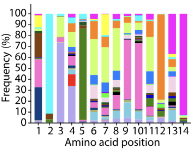 RASP: rapid antibody functional screening by pentavalent phage display