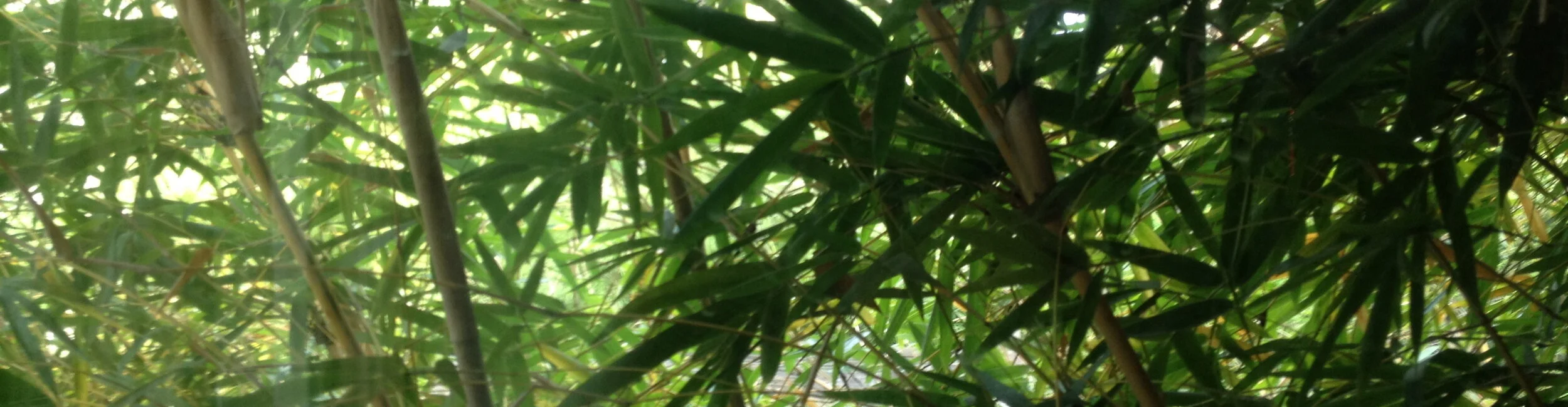 bamboo.jpeg