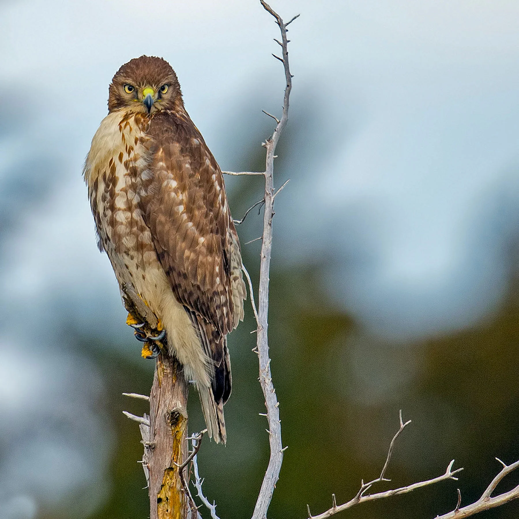 web_apa_2015_briankushner_red-tailed_hawk_kk.jpg