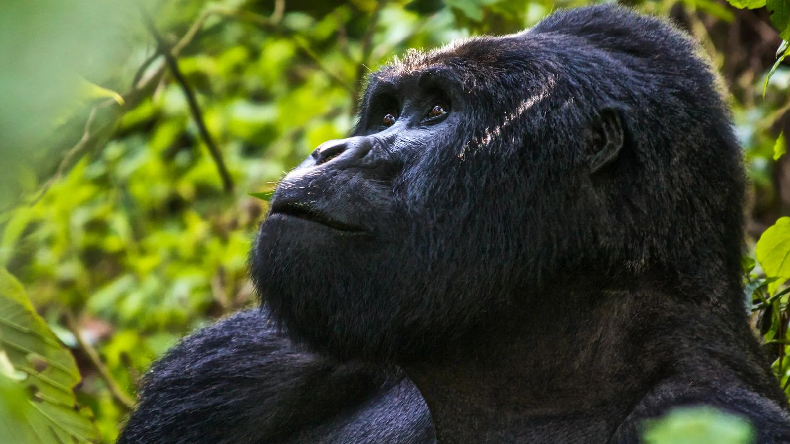 very casual gorilla