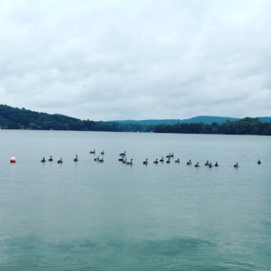 We had some great spectators for our open water session.