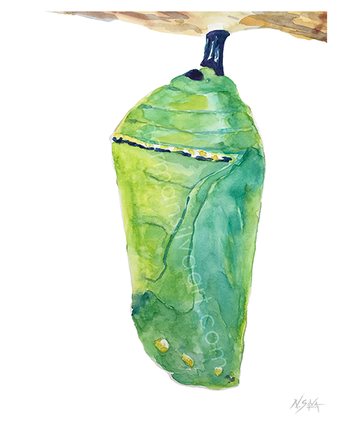 Close-up painting of the Monarch butterfly chrysalis watercolor print, showcasing delicate cocoon details on museum-quality archival paper by artist Norman Silva.