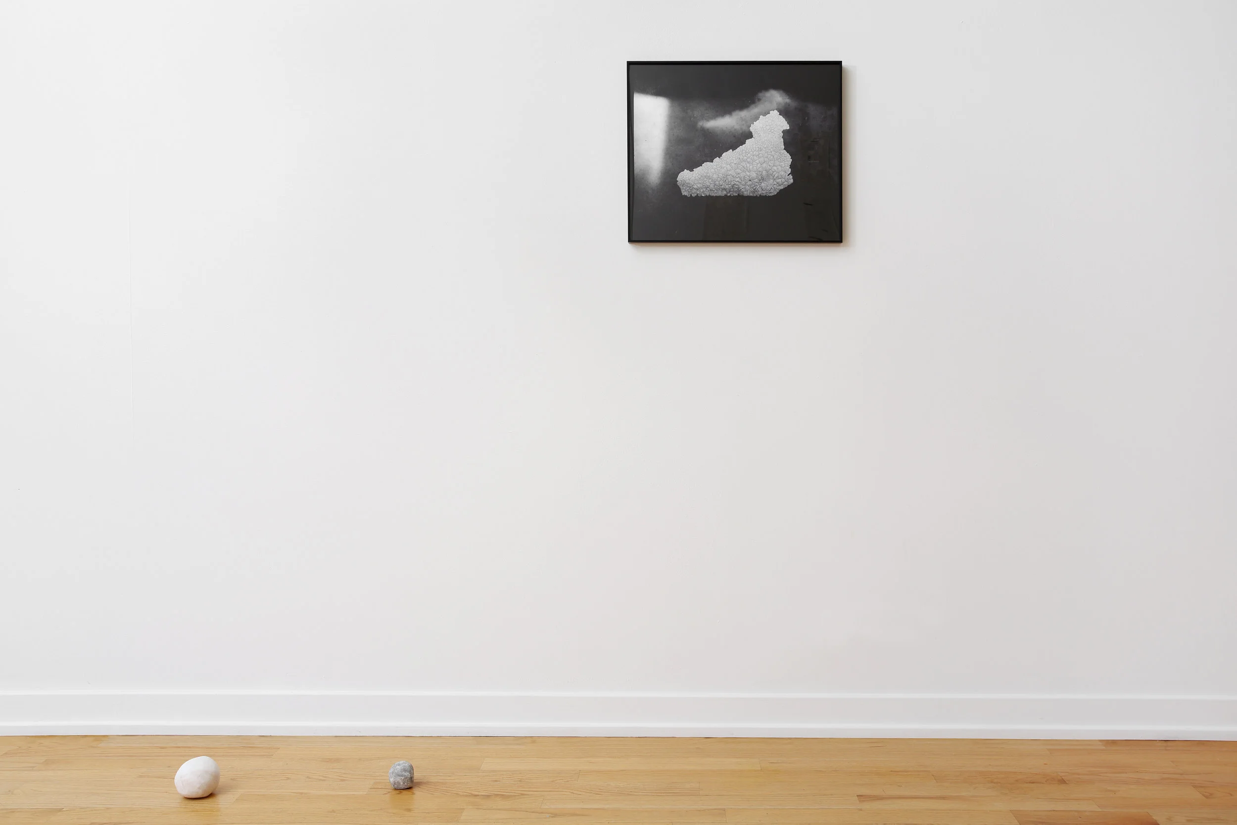 EXHIBITION VIEW, YELLOW TULIPS, 2017