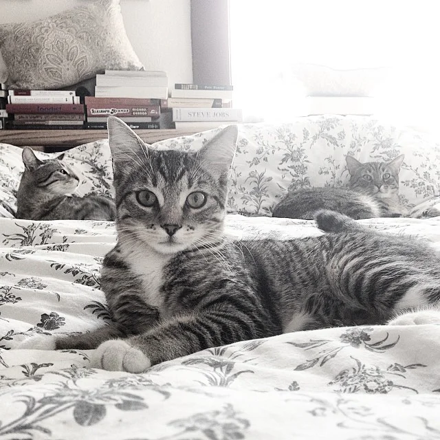 cats.jpg