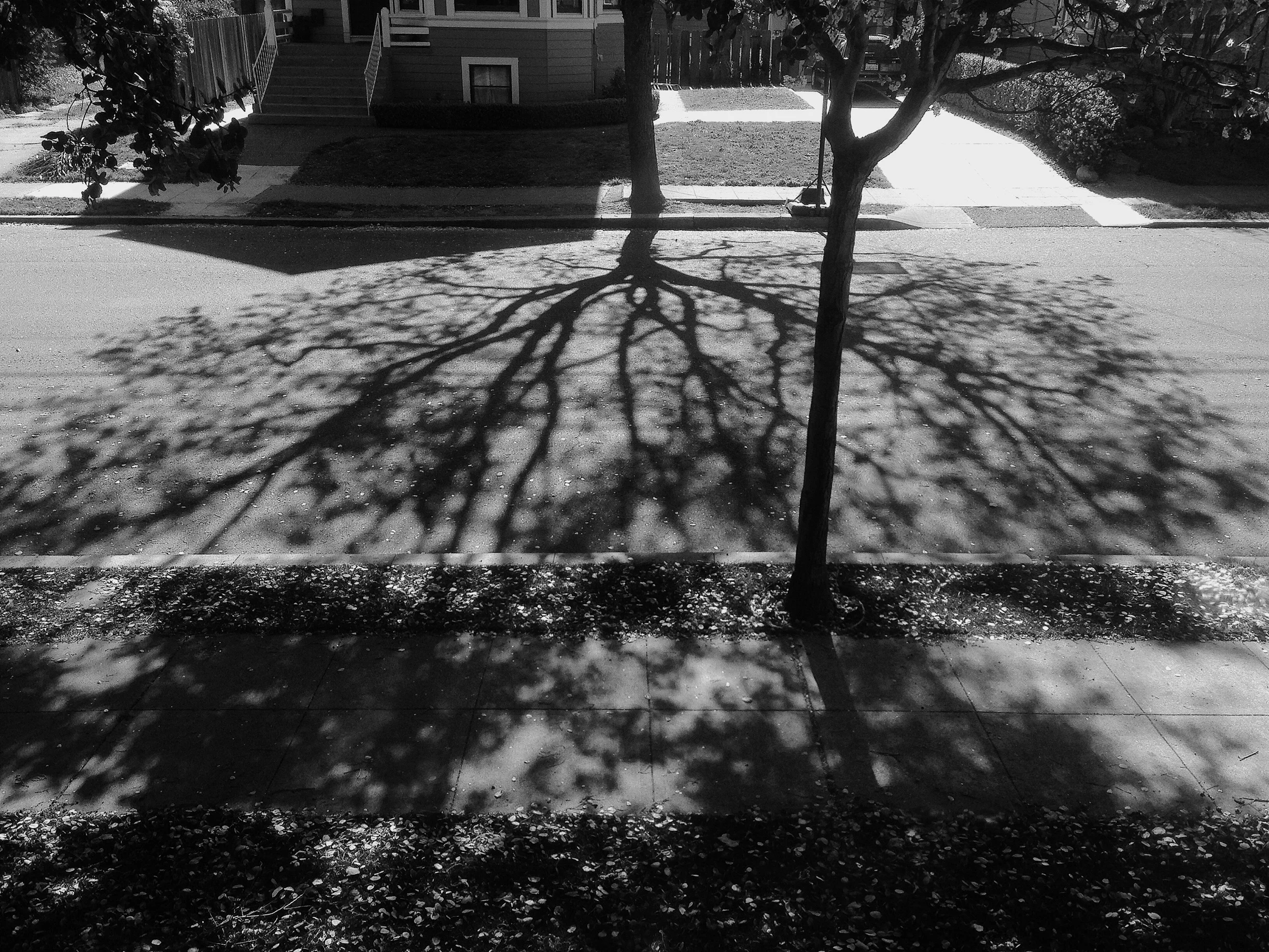 shadowtree.jpg