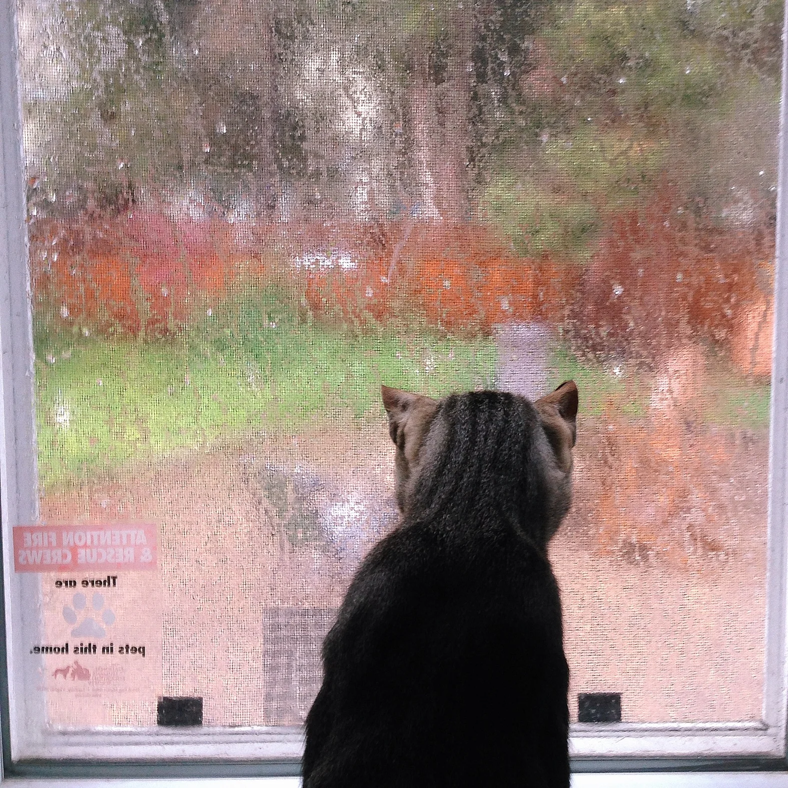 rainydayjoey.jpg
