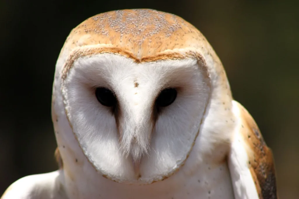 owl.jpg