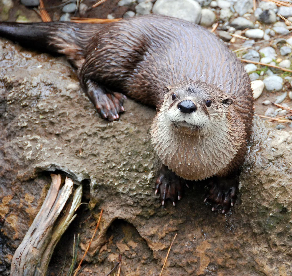 otter.jpg