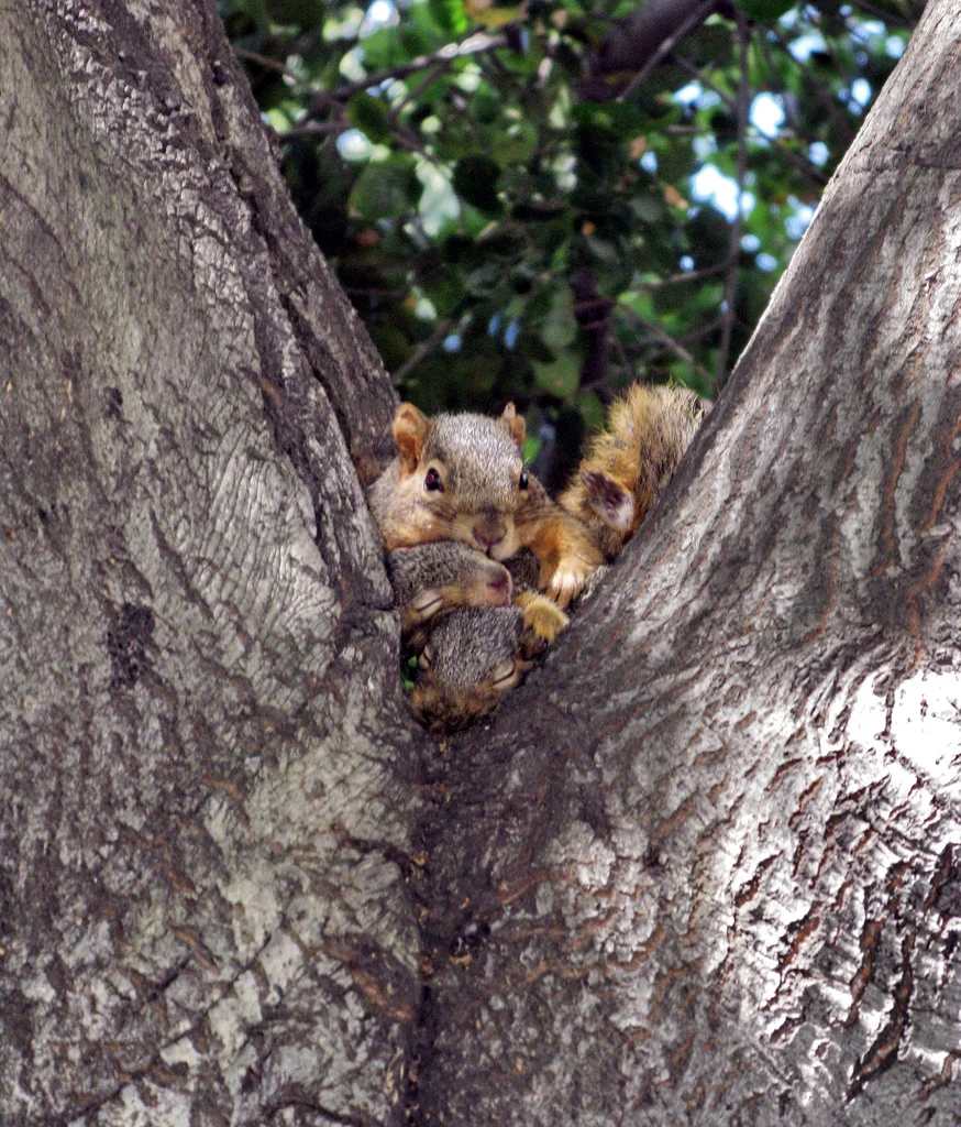 squirrels.jpg