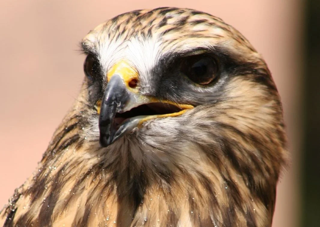 ruffledhawk.jpg