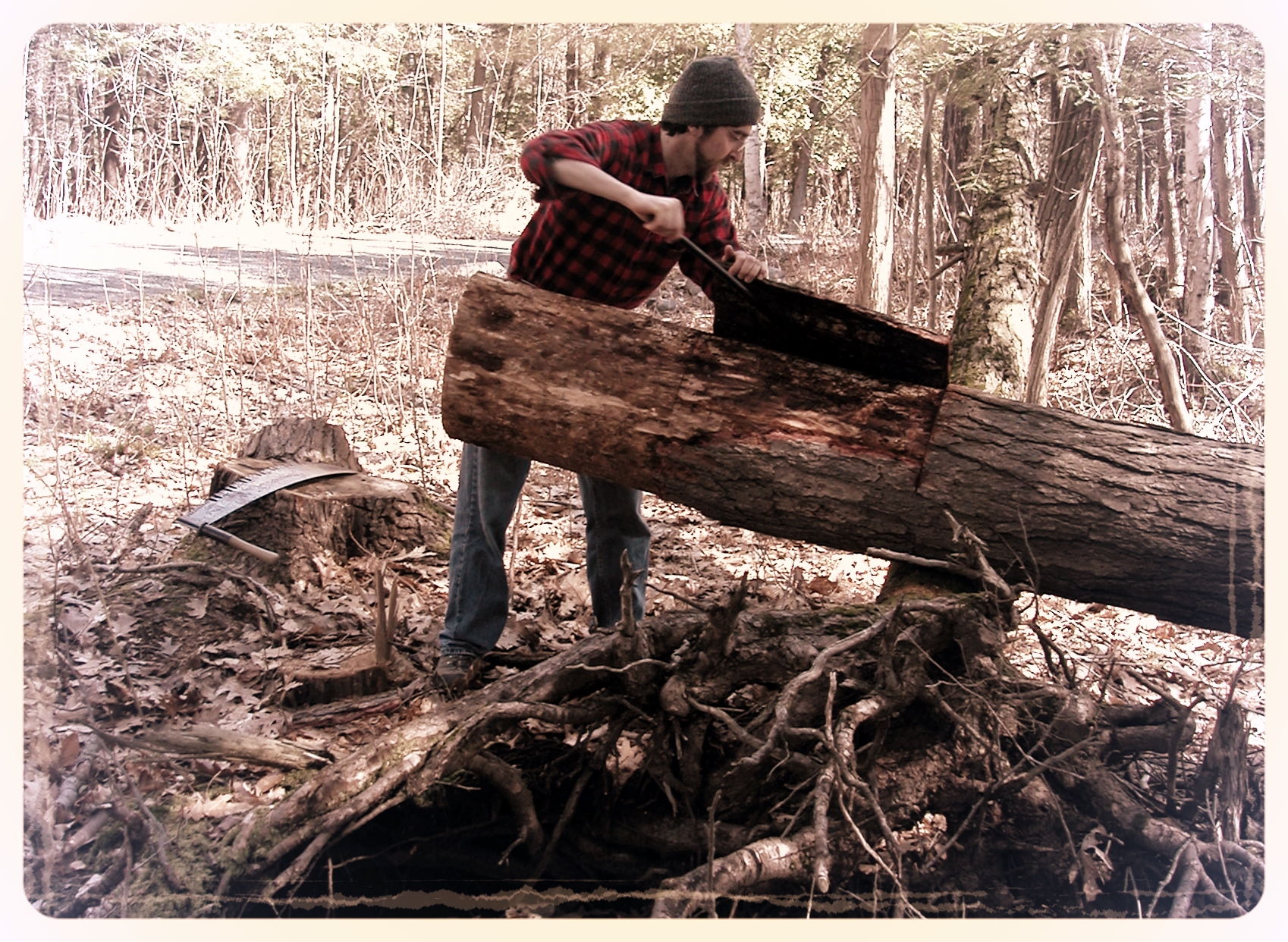 The tanbark from the hemlock trees was removed at the height of the bug season.