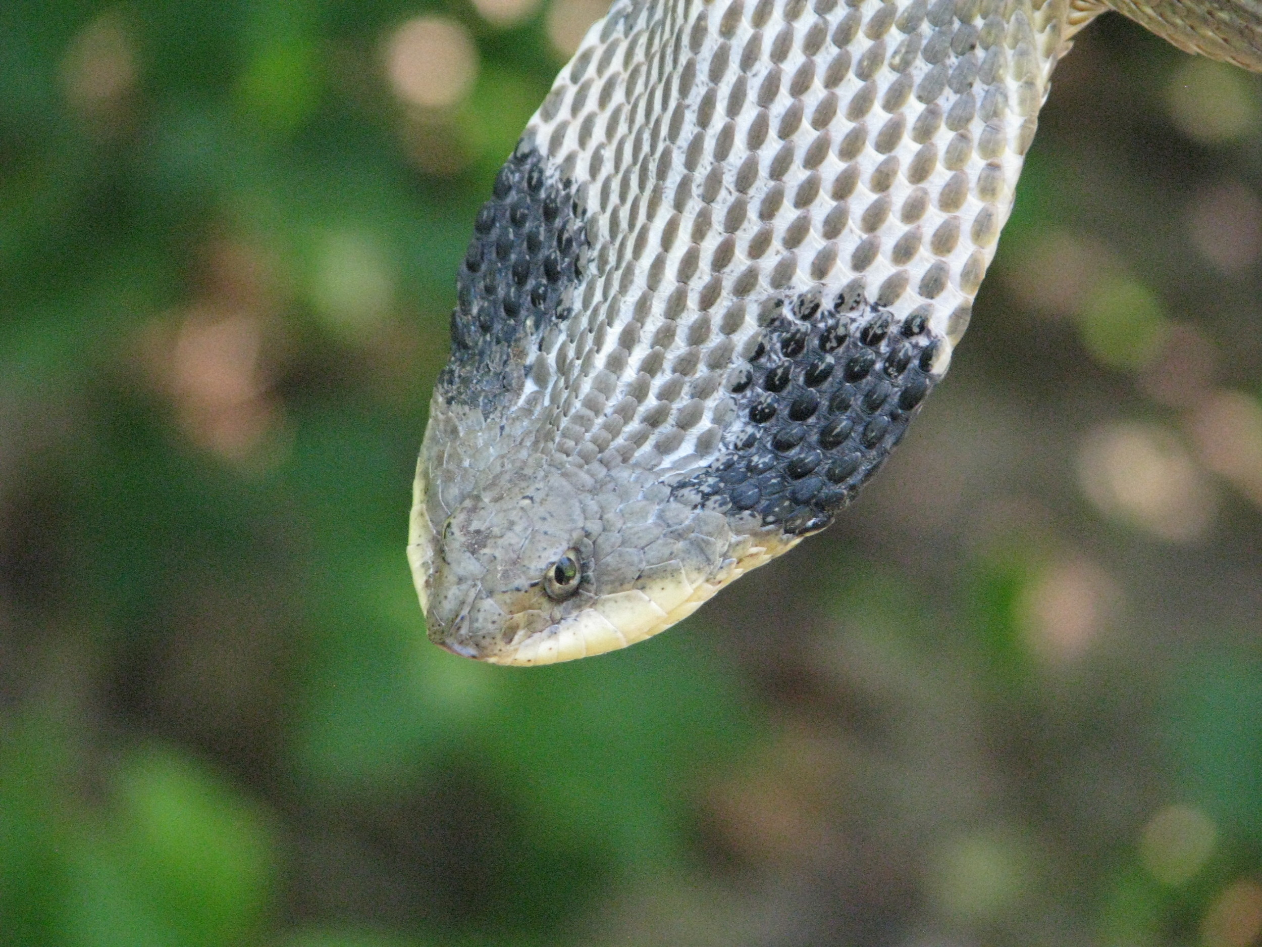 Eastern Hog-nosed Snake