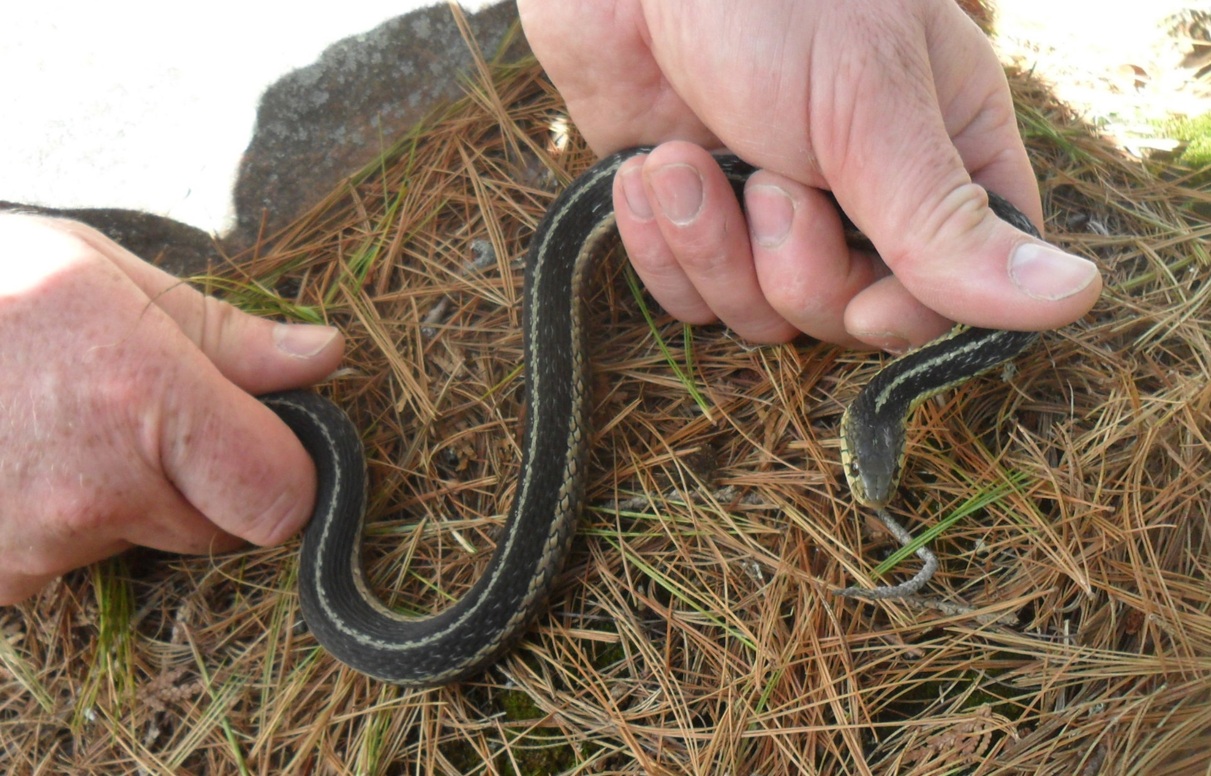 Eastern Gartersnake