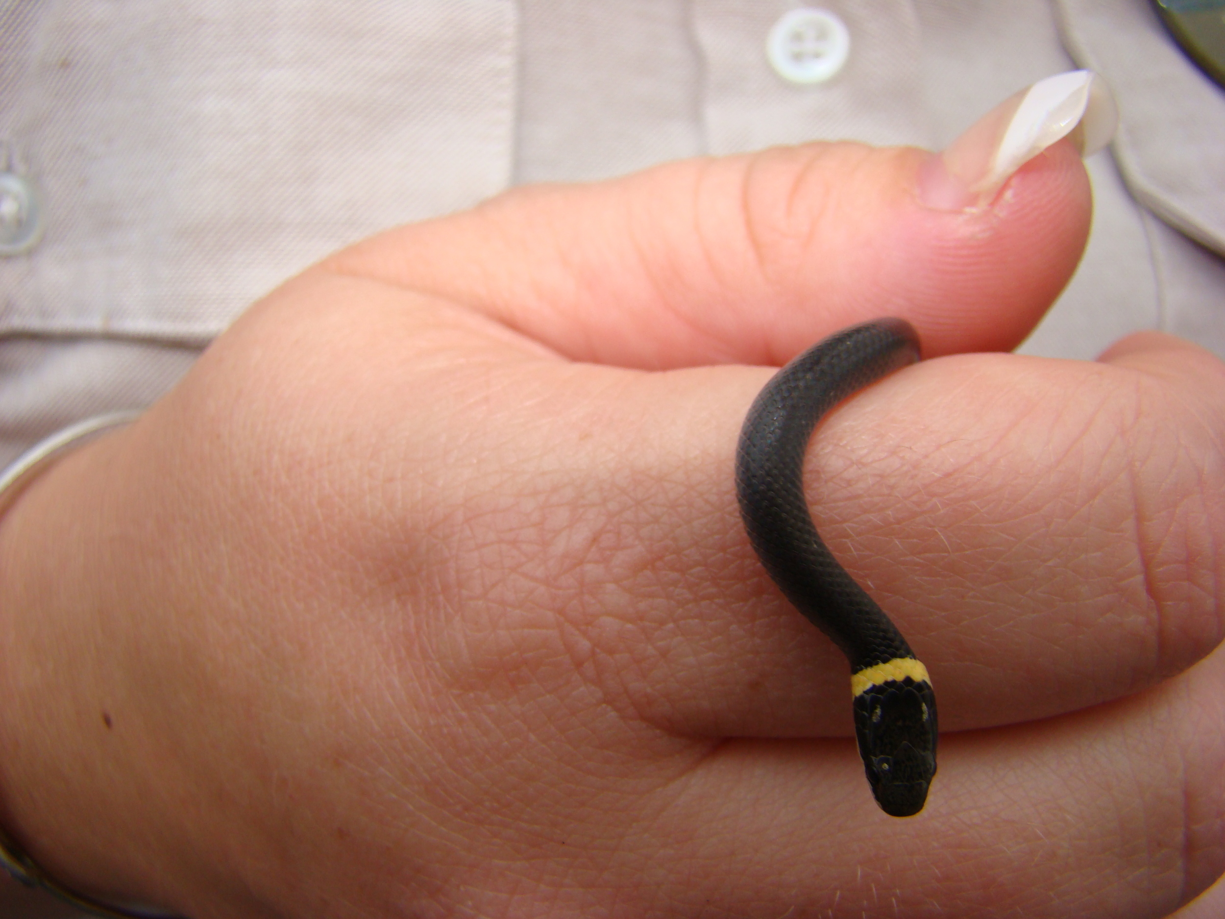 Northern Ring-necked Snake