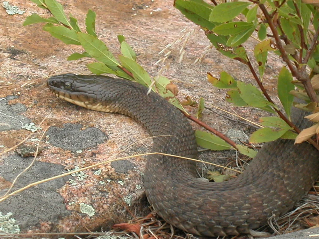 Northern Watersnake