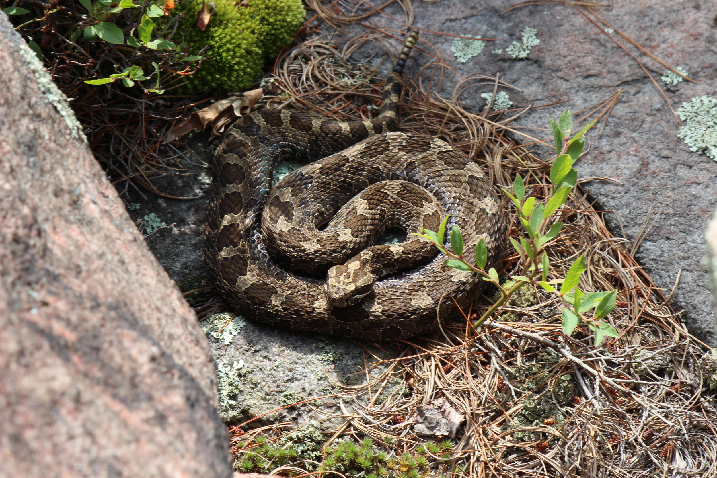 Massasauga Rattlensnake