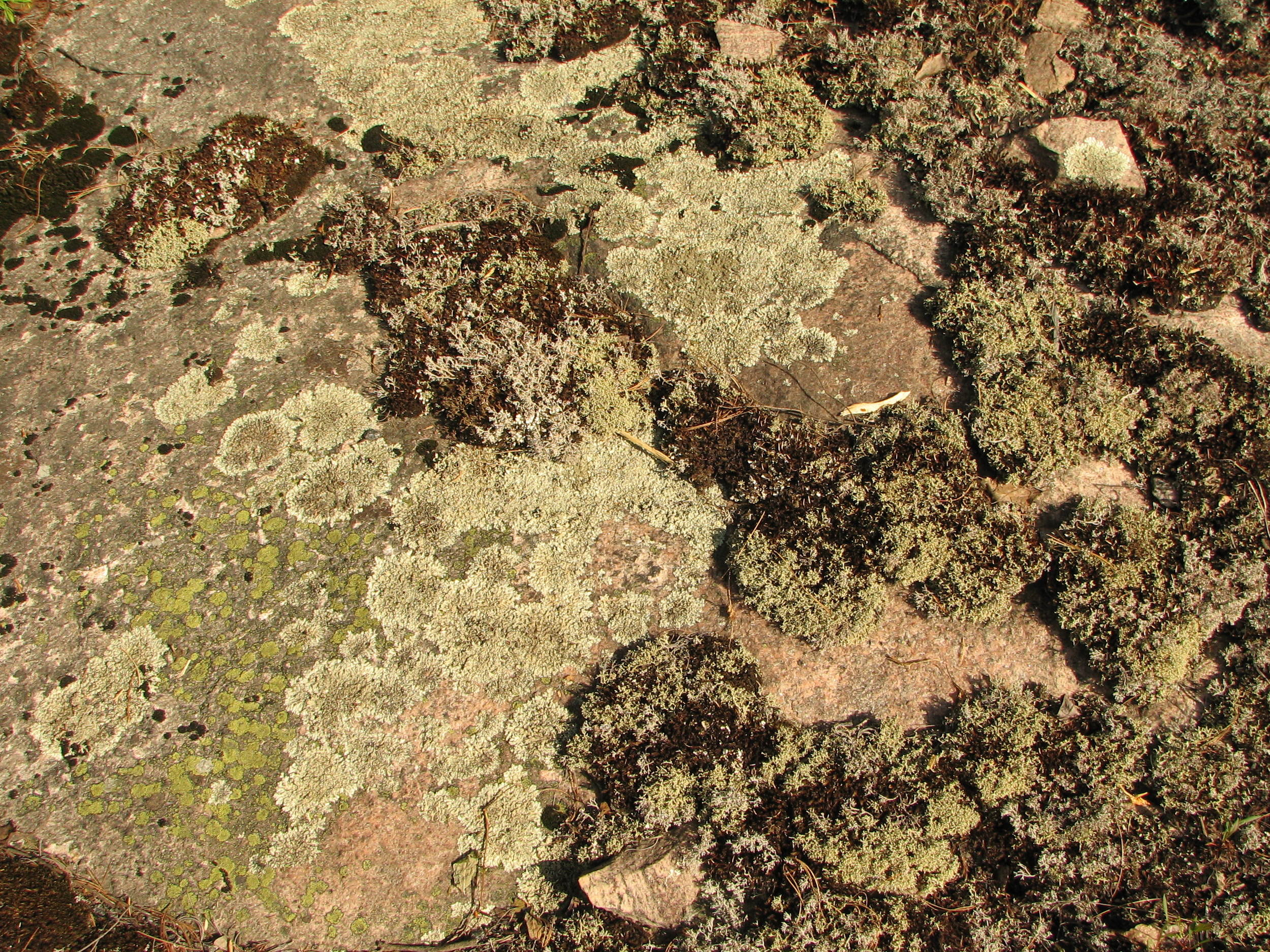 Lichens on rock