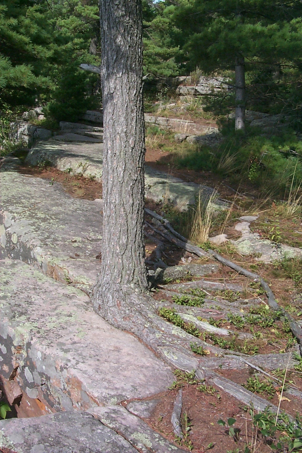 White Pine rooted in stone