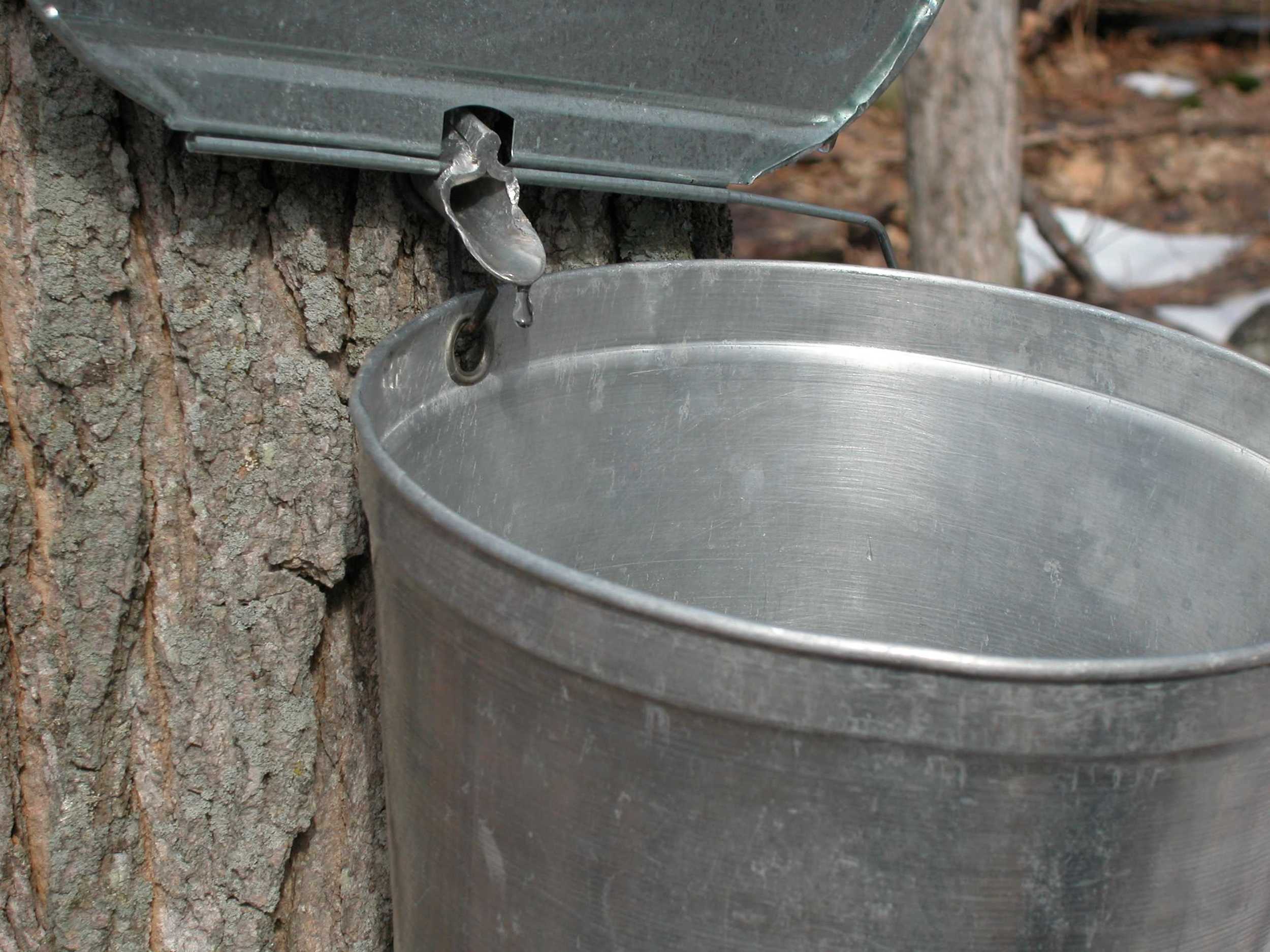 Tapping Sugar Maple