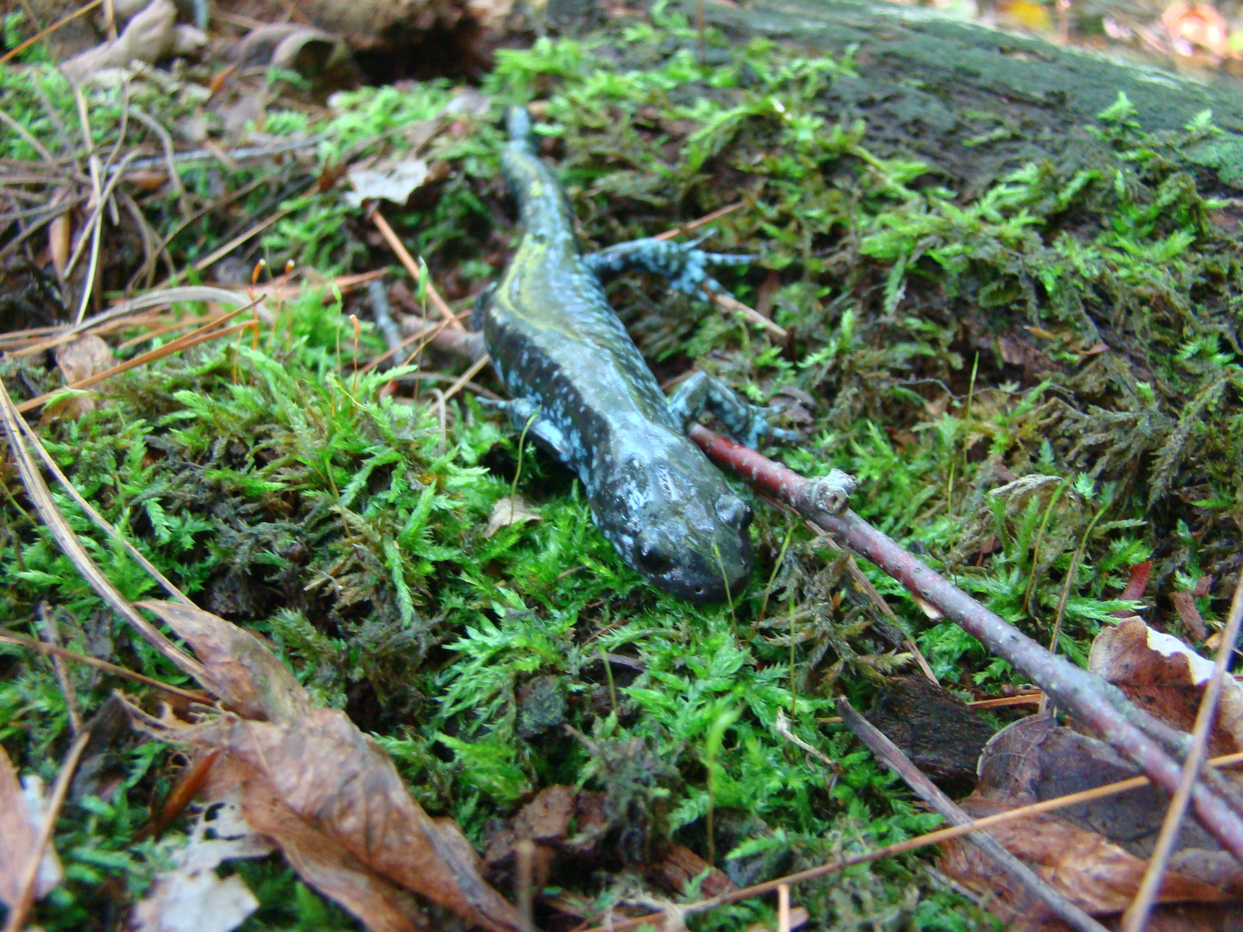 Blue Spotted Salamander