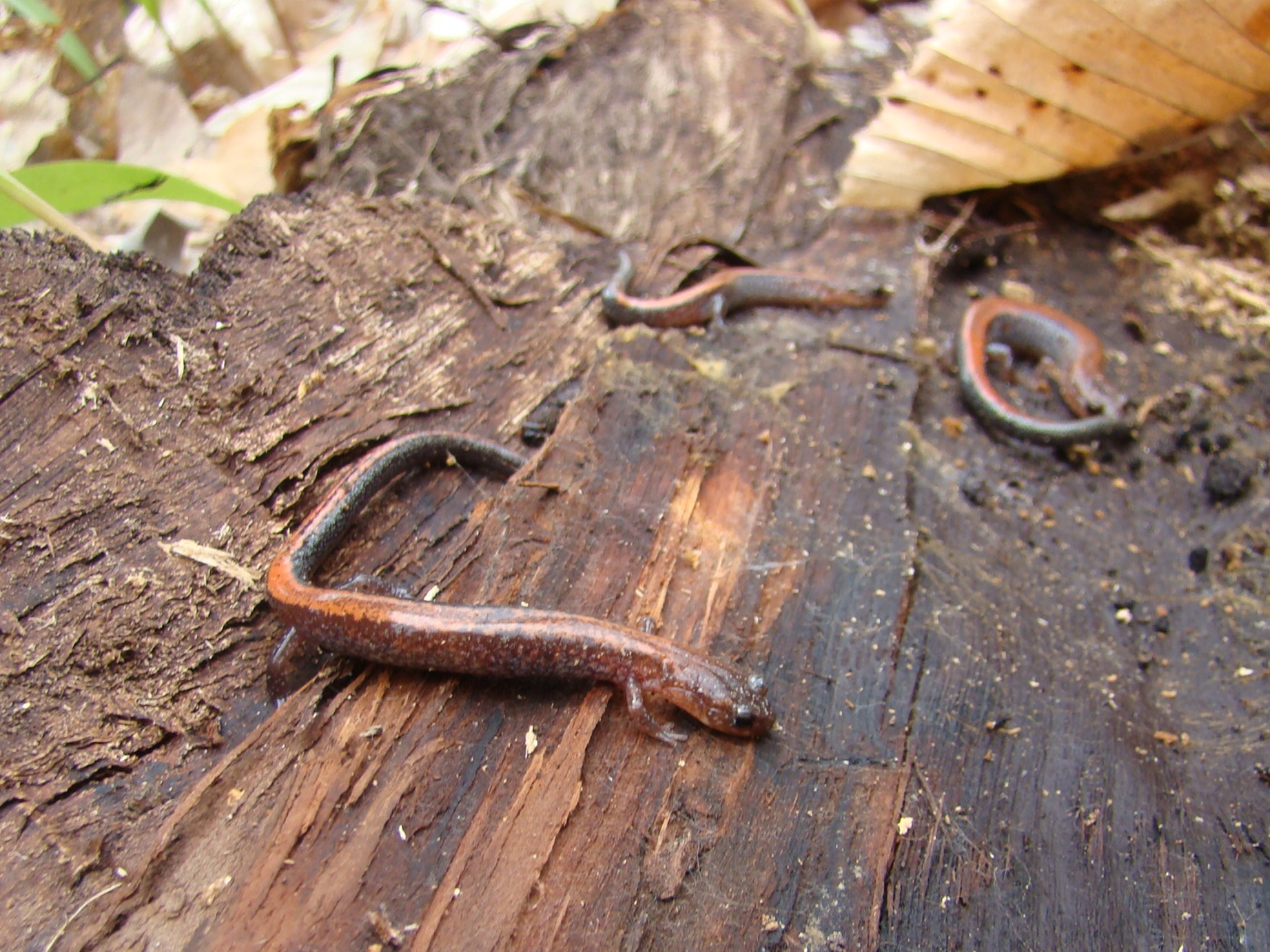 Red-back Salamander