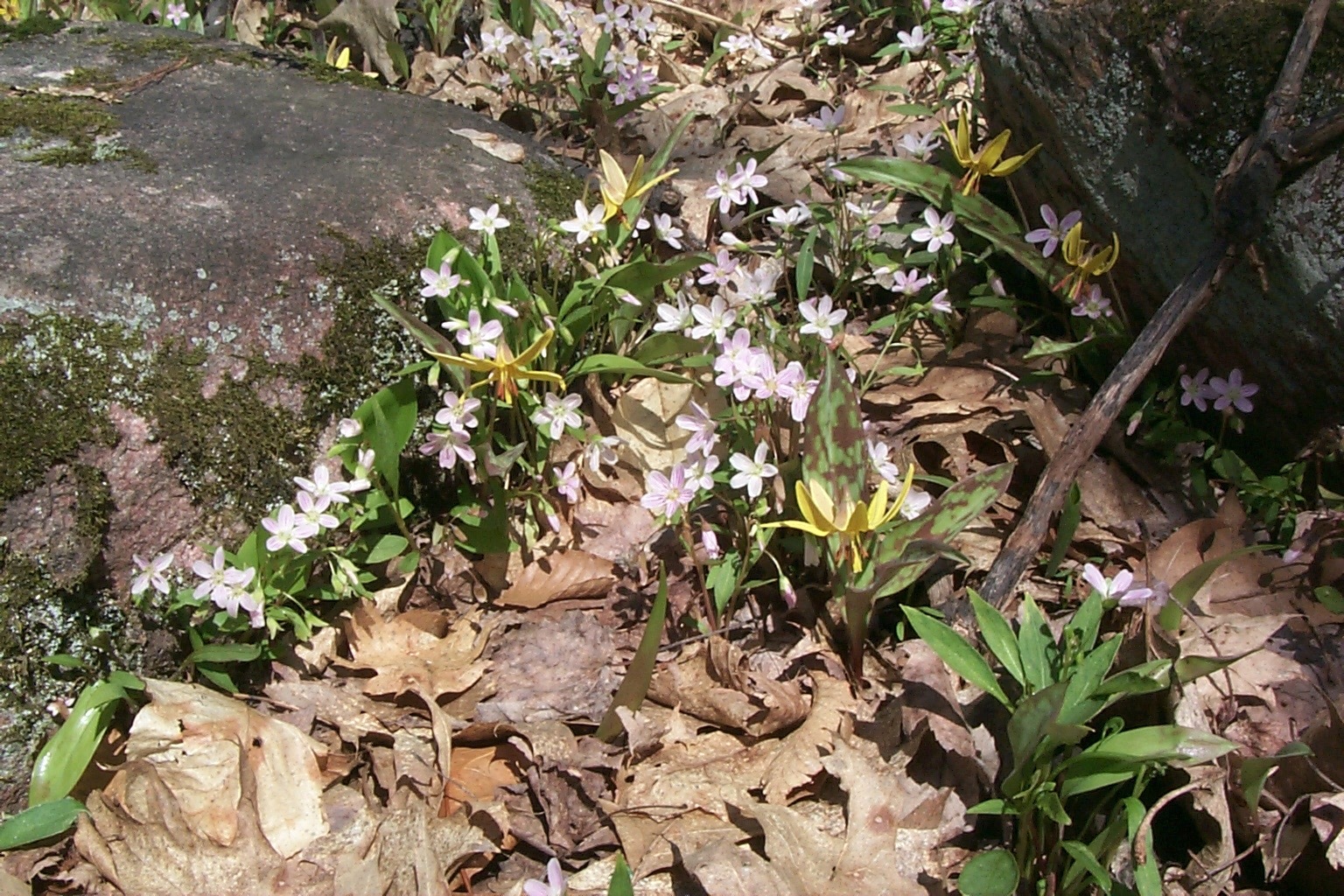 Spring Beauties and Trout Lilies