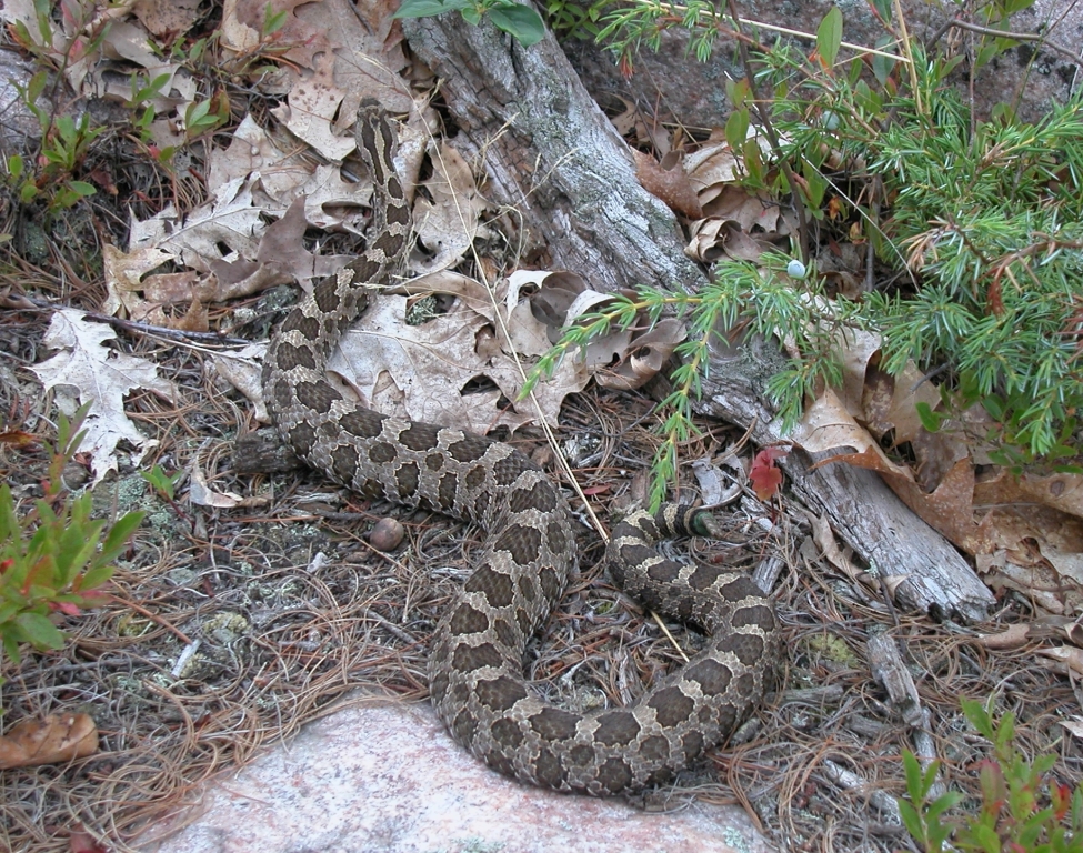 Massasauga rattlesnake