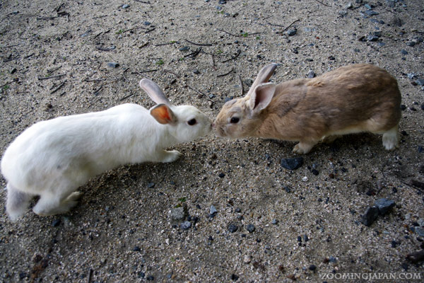 rabbit-island-japan_51.jpg