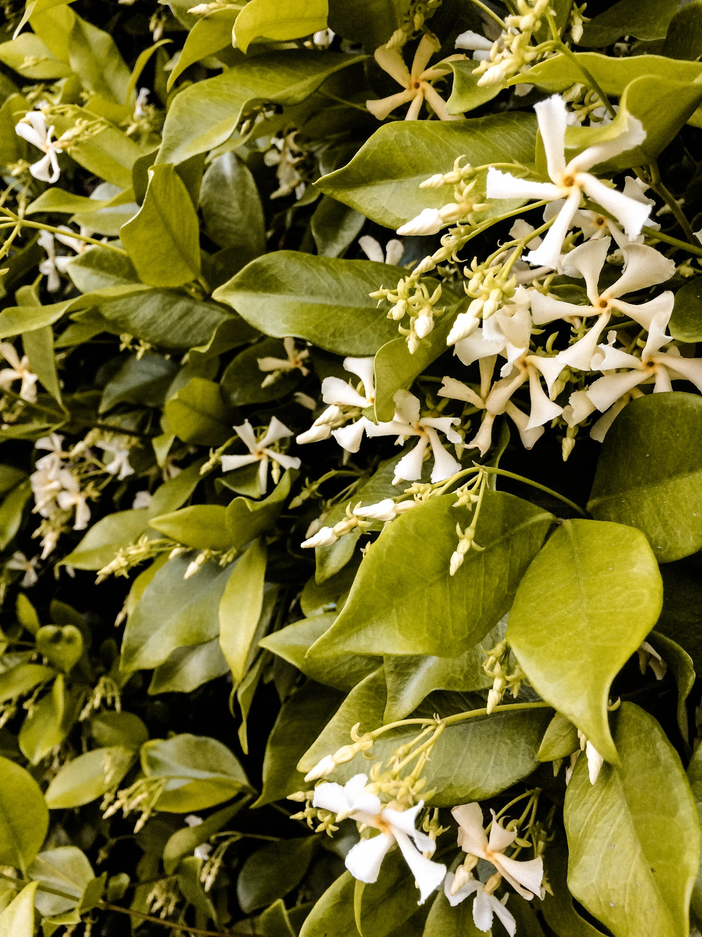 Gimme all the Honeysuckle!