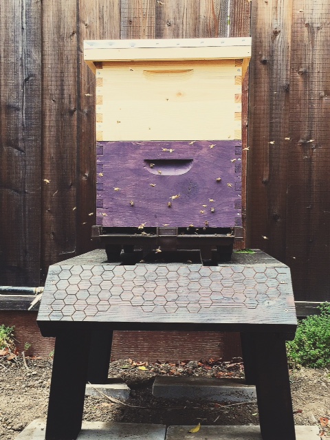 Baby bees on their inaugural flight.