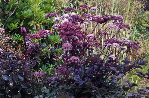 Above: Angelica stricta 'Purpurea'. Photo by Annie's Annuals .