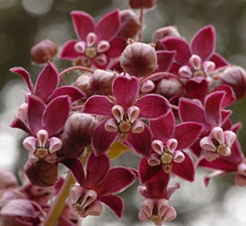 Photo by Annie's Annuals.