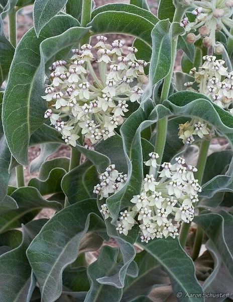 asclepias_eriocarpa.jpg
