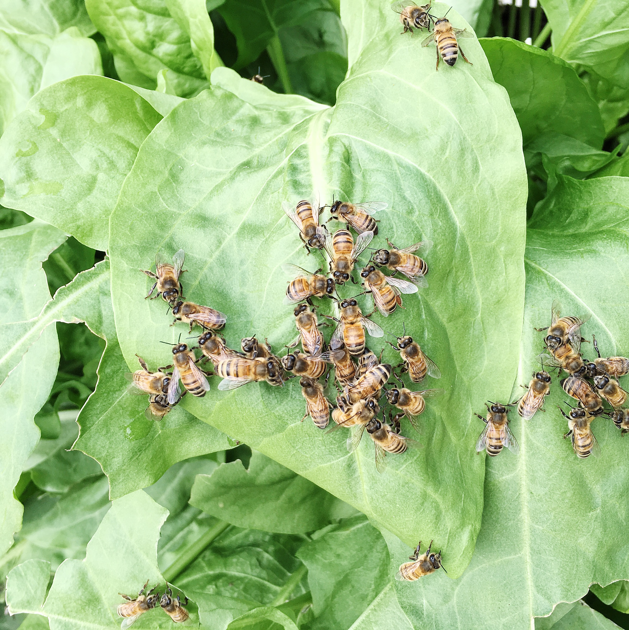 These bees look a like people at lunch time trying decide where to go. “Let’s check out the new artisan taco truck for lunch.” “No, Elise said it was okay, but not amazing.” “Pablo, he said that Korean barbecue fusion burrito is killer. Let’s go there.”