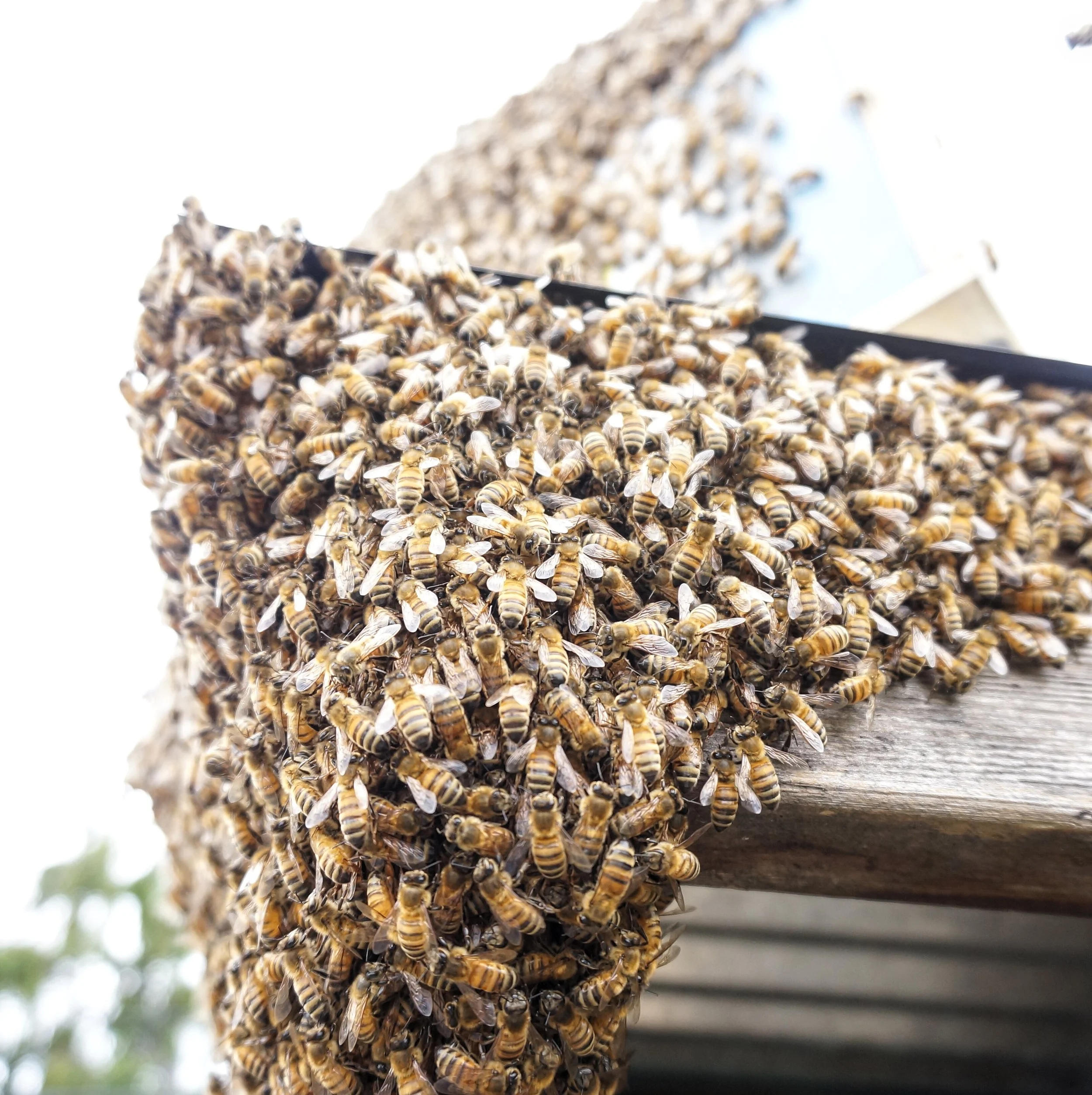 This spring we caught a swarm of bees with our bait hive.