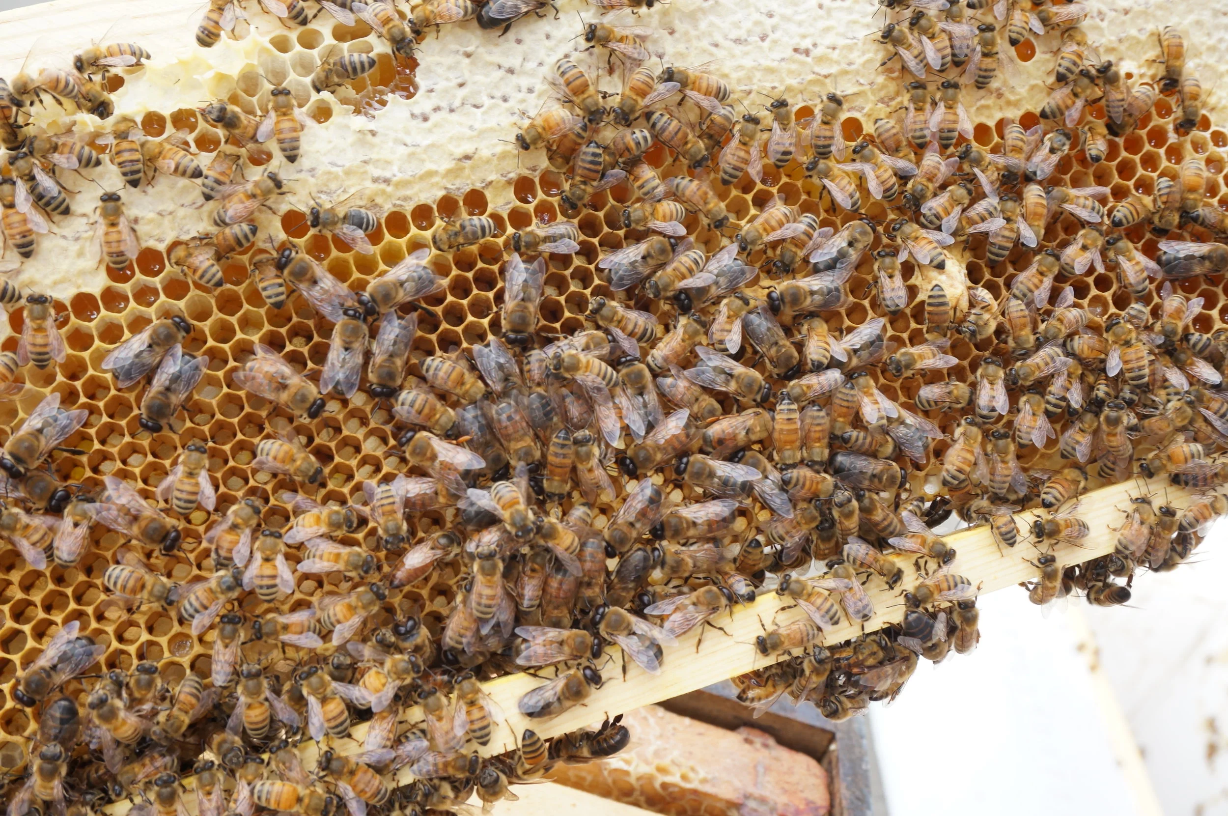 Top 10 Fascinating Bee Facts I've Learned as A Beginning Beekeeper