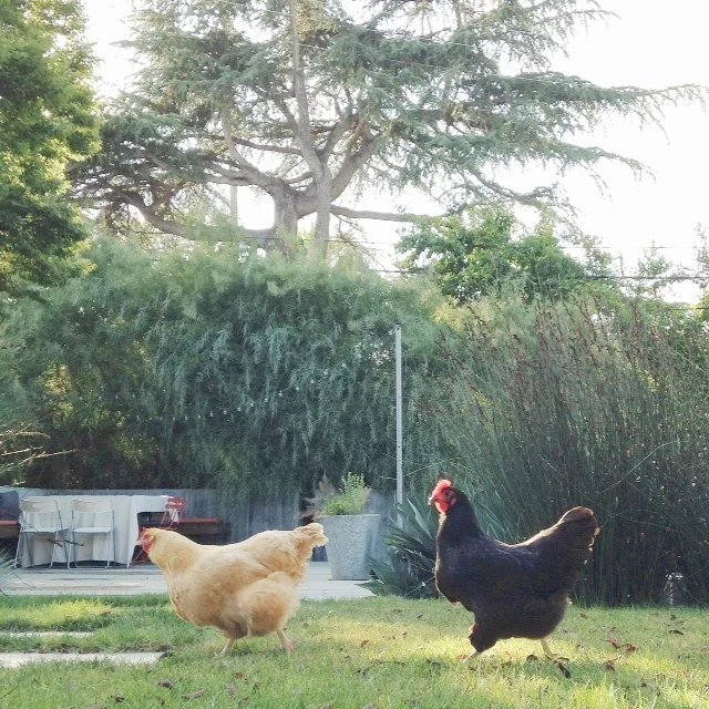 The Birds &amp; the Bees :: Why Have an Urban Homestead?