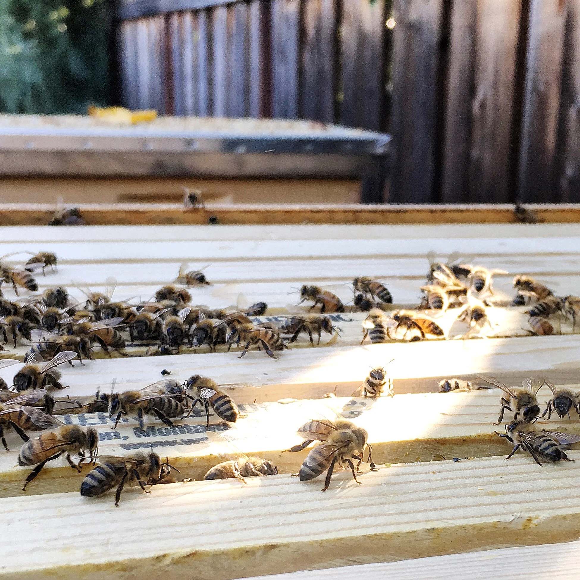 Fairies: Bees in the Morning