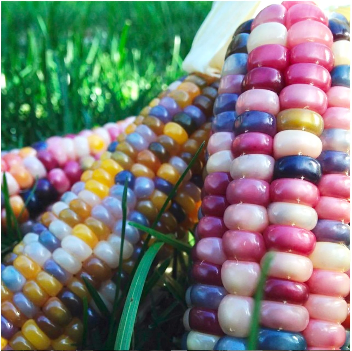 Open Up a World of Color and Flavor with These 10 Edible Plants