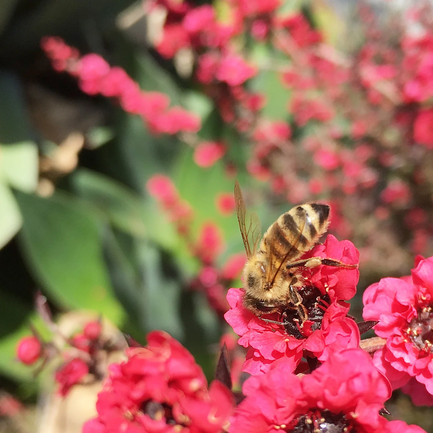 Design a Modern Pollinator Garden