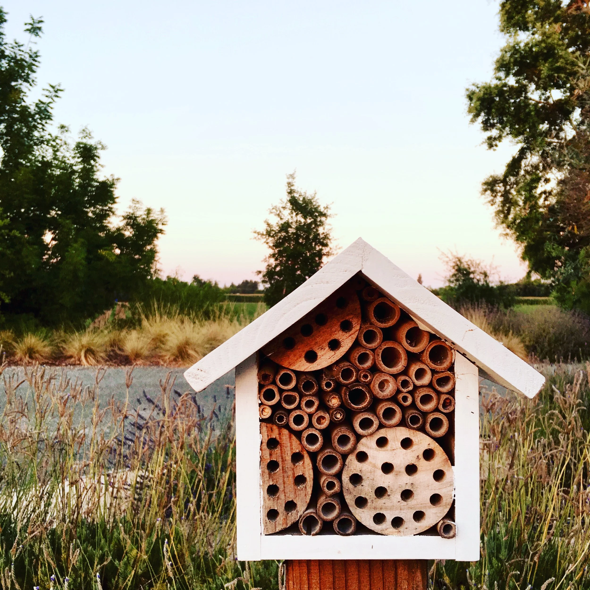 Beekeeping Without A Hive