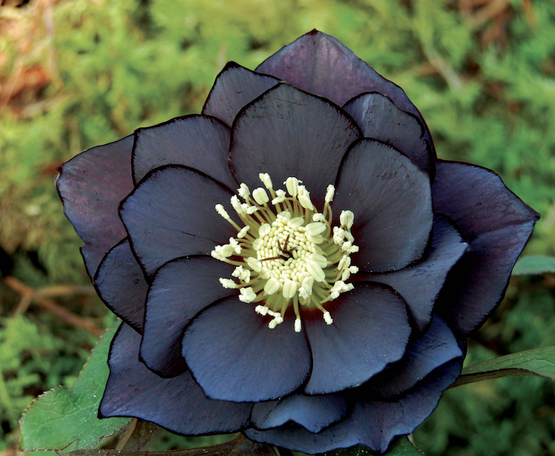 Feed the Bees With These Enchanting Winter Blossoms